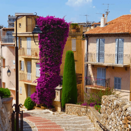 Découvrez Cannes au Printemps : Vivez une Expérience Inoubliable avec Florella