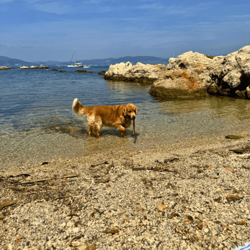 Cannes avec un animal de compagnie : le guide pratique pour un séjour sans contrainte