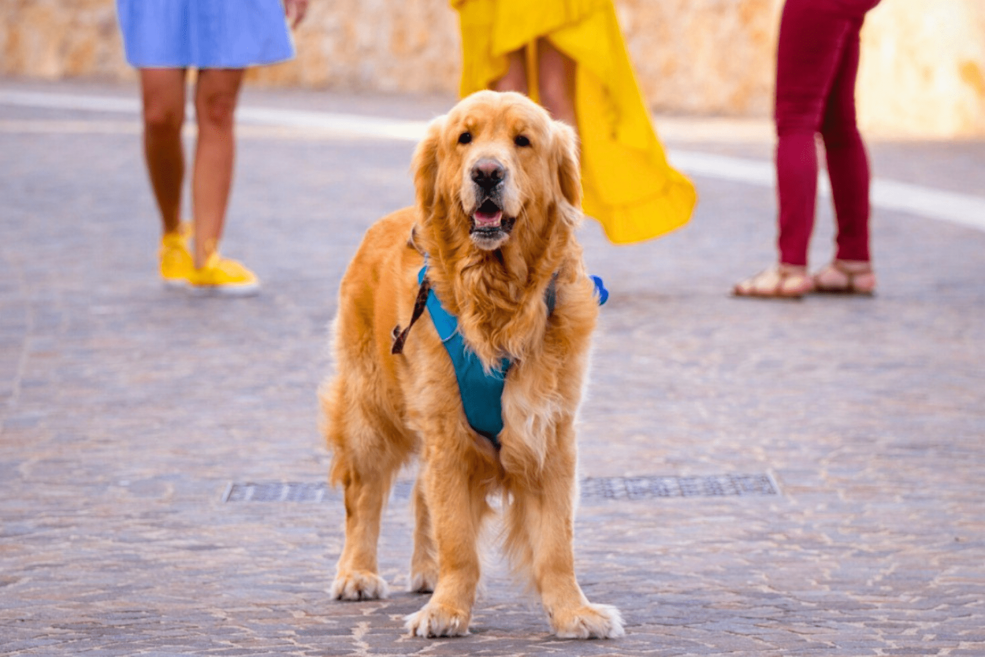 Cannes avec un animal de compagnie : le guide pratique pour un séjour sans contrainte